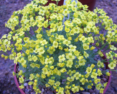 Draba rosularis 